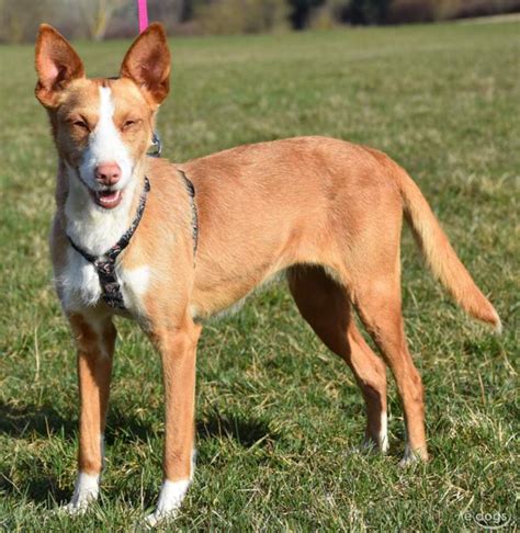 Podenco, Hunde und Welpen kaufen 